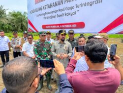“Bupati Al-Farlaky Guncang Sawit Rakyat: Padi Gogo Jadi Senjata Baru Lawan Krisis Pangan