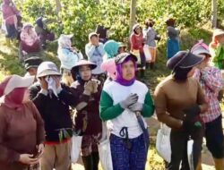 Tanaman Kopi JCE Dirusak, Warga Kehilangan Nafkah: Bagaimana Penegakan Hukum?