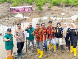 Rangkaian HUT PP ke-66, MPC Pemuda Pancasila Kota Langsa Tanam Bibit Mangrove  ‎