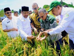 Dari Sawit Tumbuh Padi: PTPN IV PalmCo Dorong Ketahanan Pangan Lewat Pola Tumpangsari
