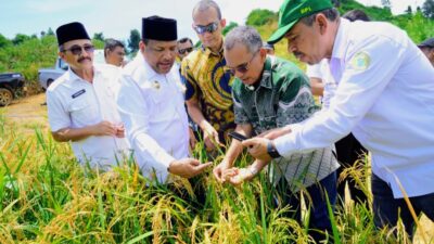 Dari Sawit Tumbuh Padi: PTPN IV PalmCo Dorong Ketahanan Pangan Lewat Pola Tumpangsari