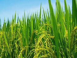 Padi di Sawah dan Cerminan Manusia