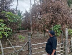 Kebun Pala Warga Alue Keutapang Mati Total Akibat Banjir Bandang, Isa Alima Minta Perhatian Pemerintah