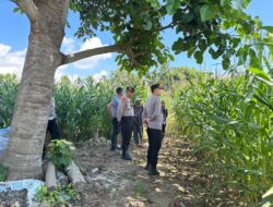 Kapolres Pidie Cek Perkembangan Lahan Jagung Binaan di Keumala