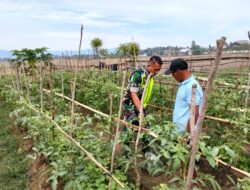 Babinsa Koramil 11/Bandar Baru Kodim 0102/Pidie Laksanakan Pendampingan Pertanian Tanaman Tomat di Desa Jimjiem