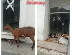 Kotoran Hewan Ternak Cemari Fasilitas Pemda Lokasi Kota Sinabang, Penertiban Dinilai Belum Maksimal