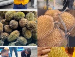 Wartawan Peduli Tembus Zona Bencana Hadirkan Durian Premium