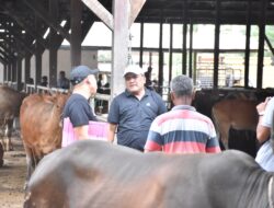 ​Optimalkan Bantuan Presiden, Bupati Bireuen Beli 90 Ekor Lembu untuk Meugang Korban Banjir