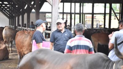 ​Optimalkan Bantuan Presiden, Bupati Bireuen Beli 90 Ekor Lembu untuk Meugang Korban Banjir