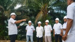 Lewat PalmCo, Holding Perkebunan Nusantara Wujudkan Social Sustainability di Industri Sawit