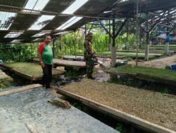 Dukung Ketahanan Pangan, Babinsa Koramil 11/Bandar Baru Kodim 0102/Pidie Lakukan Pendampingan Petani Cabe