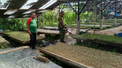 Dukung Ketahanan Pangan, Babinsa Koramil 11/Bandar Baru Kodim 0102/Pidie Lakukan Pendampingan Petani Cabe