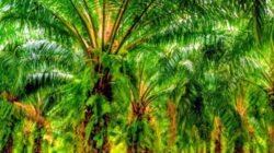 Warga Resah, Kebenaran Disuarakan: Selebaran Menyesatkan dan Penjarahan HGU Ditolak 