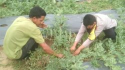 *Program Asta Cita Presiden RI Prabowo Subianto. Pak Efriadi dan Ali menanam Semangka*