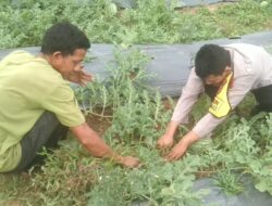 *Program Asta Cita Presiden RI Prabowo Subianto. Pak Efriadi dan Ali menanam Semangka*