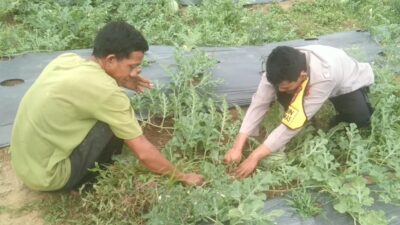 *Program Asta Cita Presiden RI Prabowo Subianto. Pak Efriadi dan Ali menanam Semangka*