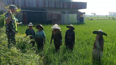 Babinsa Koramil 11/Bandar Baru Turun ke Sawah, Dukung Ketahanan Pangan di Desa Abah Long