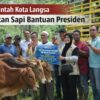 Pemko Langsa Salurkan 71 Ekor Sapi Meugang, Kadis PPPKP Jelaskan Kendala Penyaluran