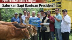 Pemko Langsa Salurkan 71 Ekor Sapi Meugang, Kadis PPPKP Jelaskan Kendala Penyaluran