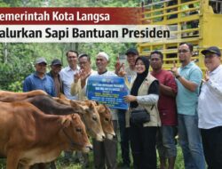 Pemko Langsa Salurkan 71 Ekor Sapi Meugang, Kadis PPPKP Jelaskan Kendala Penyaluran