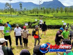 Dari Pangalengan, Holding Perkebunan Nusantara Perkuat Konservasi Lingkungan melalui PTPN I