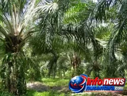 Dinamika Agraria Kebun Cot Girek Terus Bergulir, PTPN IV Regional VI Harap DPR-RI dan Forkopimda Selesaikan Konflik