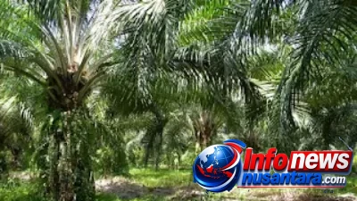 Dinamika Agraria Kebun Cot Girek Terus Bergulir, PTPN IV Regional VI Harap DPR-RI dan Forkopimda Selesaikan Konflik