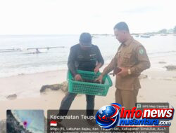 Awal Terobosan Ekonomi Biru, DKP Simeulue Laksanakan Penanaman Perdana Rumput Laut di Teupah Selatan