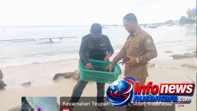 Awal Terobosan Ekonomi Biru, DKP Simeulue Laksanakan Penanaman Perdana Rumput Laut di Teupah Selatan