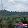 Surat Bupati Bernomor 500/1752/2024 Tentang Penghentian Sementara Aktivitas PT. Raja Marga,Satgas PKH Diminta Turun Gunung.