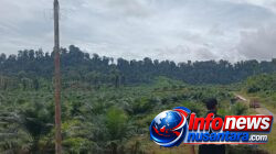Surat Bupati Bernomor 500/1752/2024 Tentang Penghentian Sementara Aktivitas PT. Raja Marga,Satgas PKH Diminta Turun Gunung.