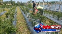 Babinsa Koramil 11/Bandar Baru Dampingi Petani Cabai, Perkuat Ketahanan Pangan Desa