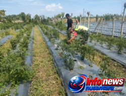 Babinsa Koramil 11/Bandar Baru Dampingi Petani Cabai, Perkuat Ketahanan Pangan Desa