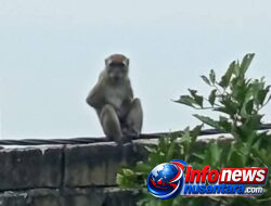 Monyet Liar Resahkan Warga Berhasil Ditangkap Tim Rescue Dinas Damkarmat Deli Serdang di Jalan Wilhan Desa Sugiharjo-Deli Serdang