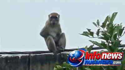 Monyet Liar Resahkan Warga Berhasil Ditangkap Tim Rescue Dinas Damkarmat Deli Serdang di Jalan Wilhan Desa Sugiharjo-Deli Serdang