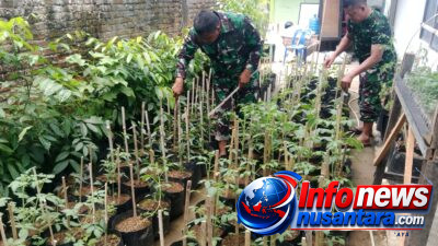 TMMD Ke-129 Kodim 0102/Pidie Mulai Garap Demplot Sayuran, Edukasi Warga Manfaatkan Lahan Kosong