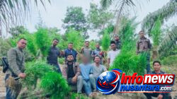 Polres Langsa Bongkar Ladang Ganja di Perkebunan Sawit, 83 Batang Tanaman Siap Panen Diamankan