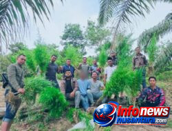 Polres Langsa Bongkar Ladang Ganja di Perkebunan Sawit, 83 Batang Tanaman Siap Panen Diamankan