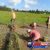 Semangat Turun ke Sawah, Camat Teupah Tengah Ajak Petani Wujudkan Simeulue Bermartabat