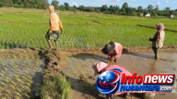 Semangat Turun ke Sawah, Camat Teupah Tengah Ajak Petani Wujudkan Simeulue Bermartabat