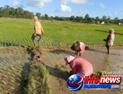 Semangat Turun ke Sawah, Camat Teupah Tengah Ajak Petani Wujudkan Simeulue Bermartabat