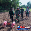 Dukung Ketahanan Pangan, Satgas TMMD Kodim Pidie dan PPL Ajak Warga Tanam Jagung di Lahan Kosong