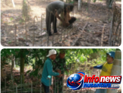 Satgas TMMD 129 Rangkai Besi Konstruksi Box Culvert, Perkuat Akses Jalan Pertanian Warga
