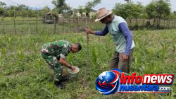 Babinsa Koramil 11/Bandar Baru Dampingi Petani Jagung, Perkuat Ketahanan Pangan di Pidie Jaya