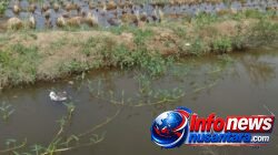 Diduga Mengaku Punya Mandat Dispora Provinsi Sumut, Seorang Wanita Usir Petani dari Lahan Sawah di Batang Kuis-Deli Serdang