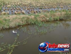 Diduga Mengaku Punya Mandat Dispora Provinsi Sumut, Seorang Wanita Usir Petani dari Lahan Sawah di Batang Kuis-Deli Serdang