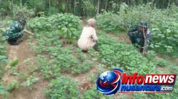 Babinsa Koramil 11 Bandar Baru Bangun Kedekatan dengan Petani di Cut Langgien